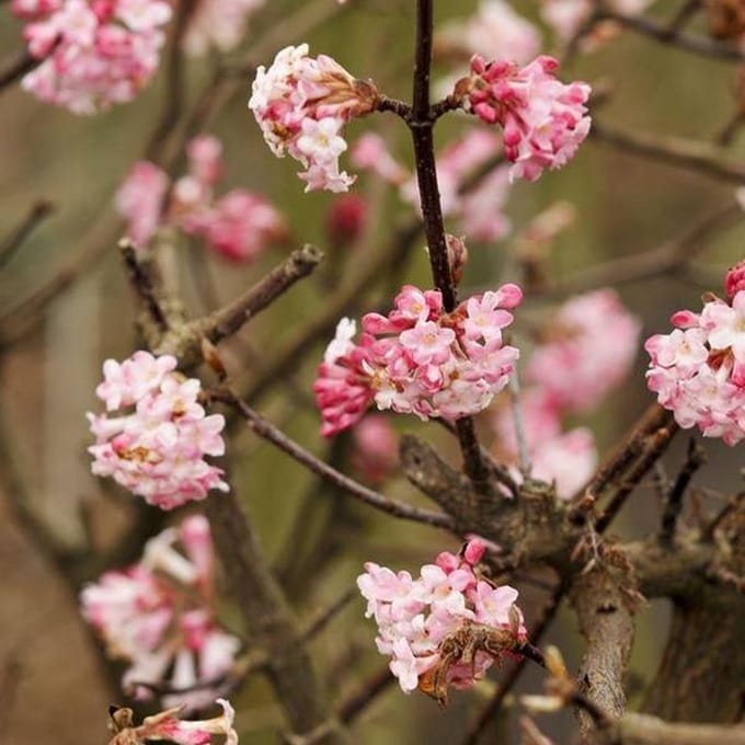 1 x Viburnum Bodnantense 'Charles Lamont' - Sneeuwbal 50-60 cm pot