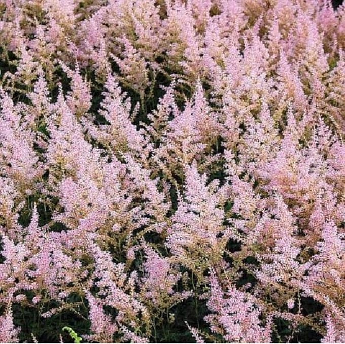 6 x Astilbe Simplicifolia 'Hennie Graafland'  - Astilbe pot 9x9 cm