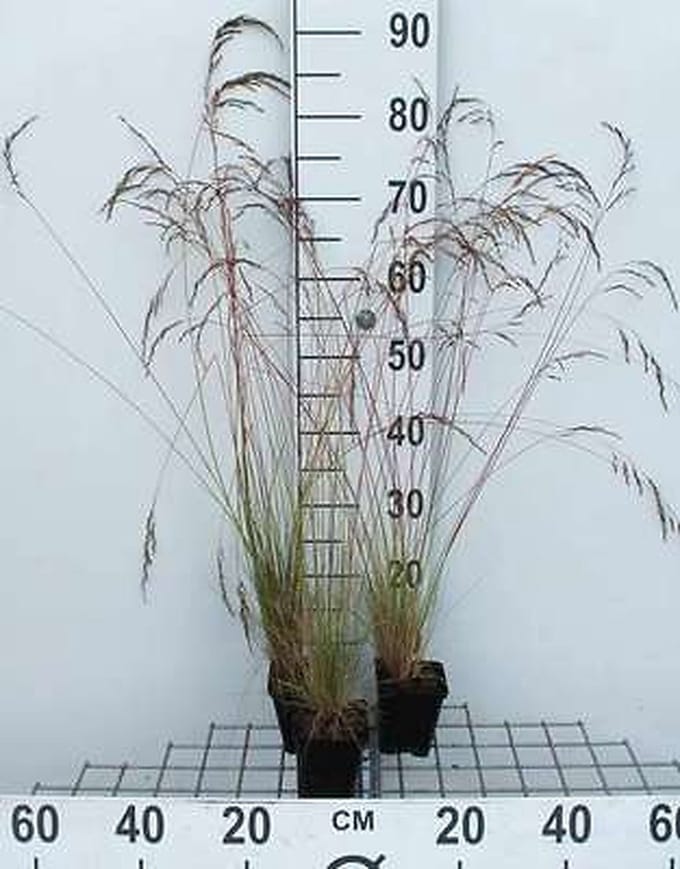 6x Zwenkgras - Festuca amethystina | 9x9 cm pot