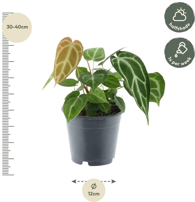 Anthurium Chrystallium - 35 cm - ø12 - (Ook)-Voor in huis - Vaste planten