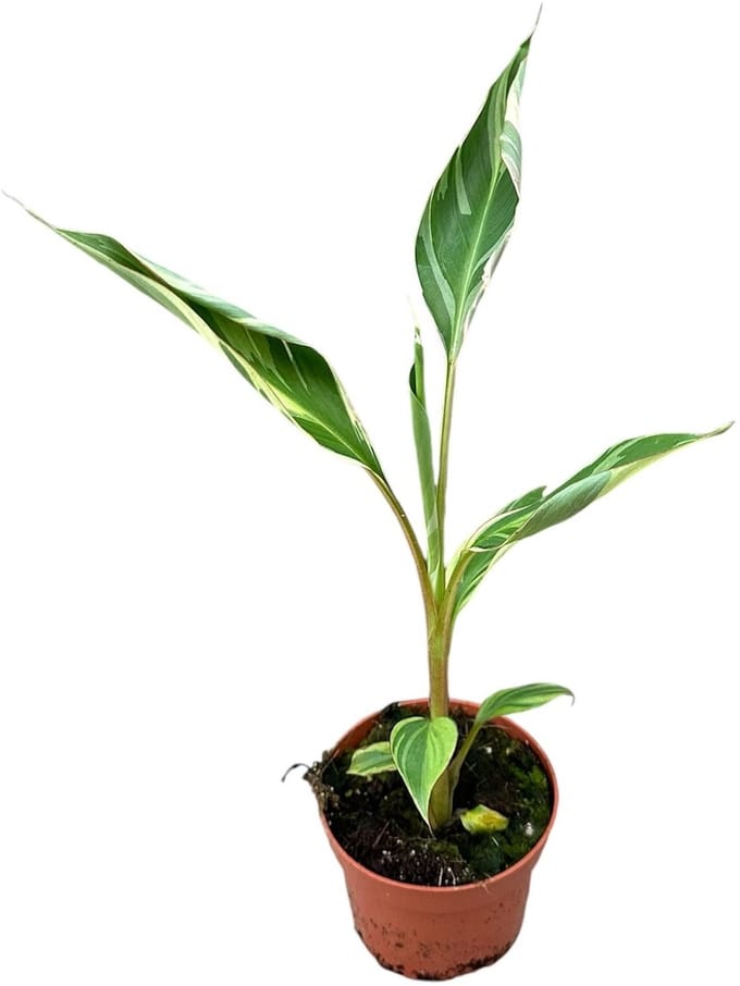 Musa Nono - Kamerplant - Potmaat Ø10,5 cm