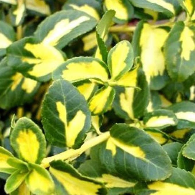 Euonymus fortunei 'Blondy' - Kardinaalsmuts 20-30 cm in pot
