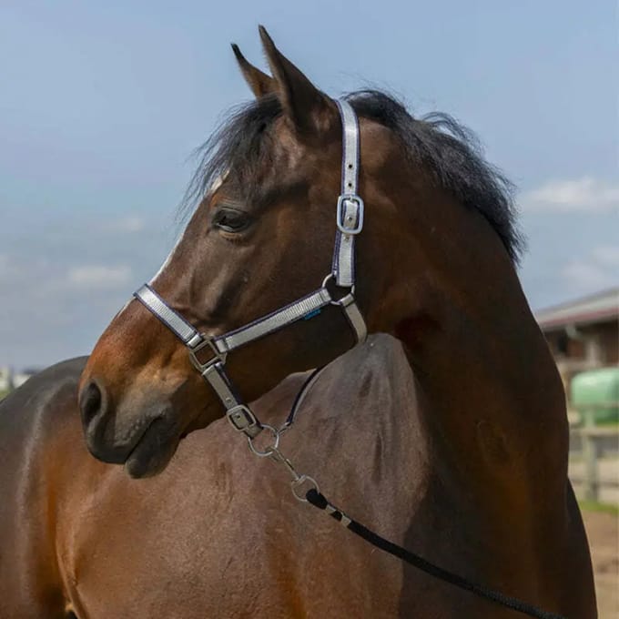 Zacht nylon halster voor paarden Norton