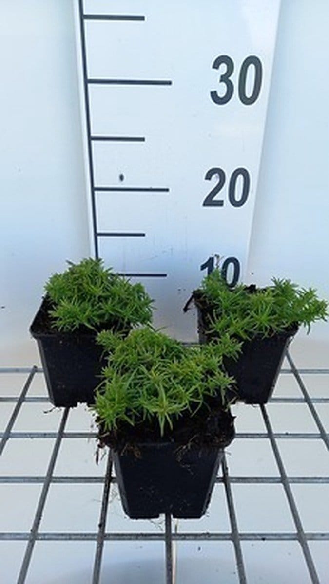 6x Vlambloem - Phlox (s) 'Samson' | 9x9 cm pot