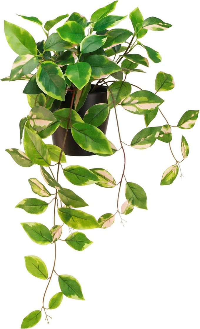 Philodendron Scindapsus met pot, gemakkelijk te verzorgen - ideaal voo