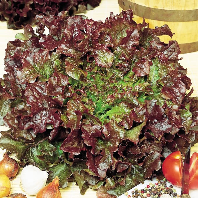 Sluis Garden - Pluksla Red Salad Bowl