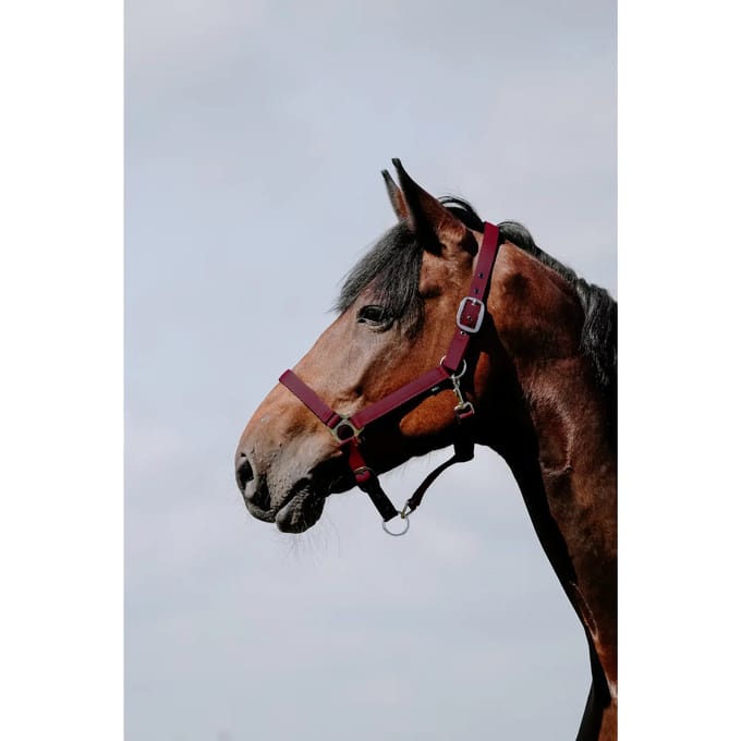 Leren halster voor paarden Riding World Cushion