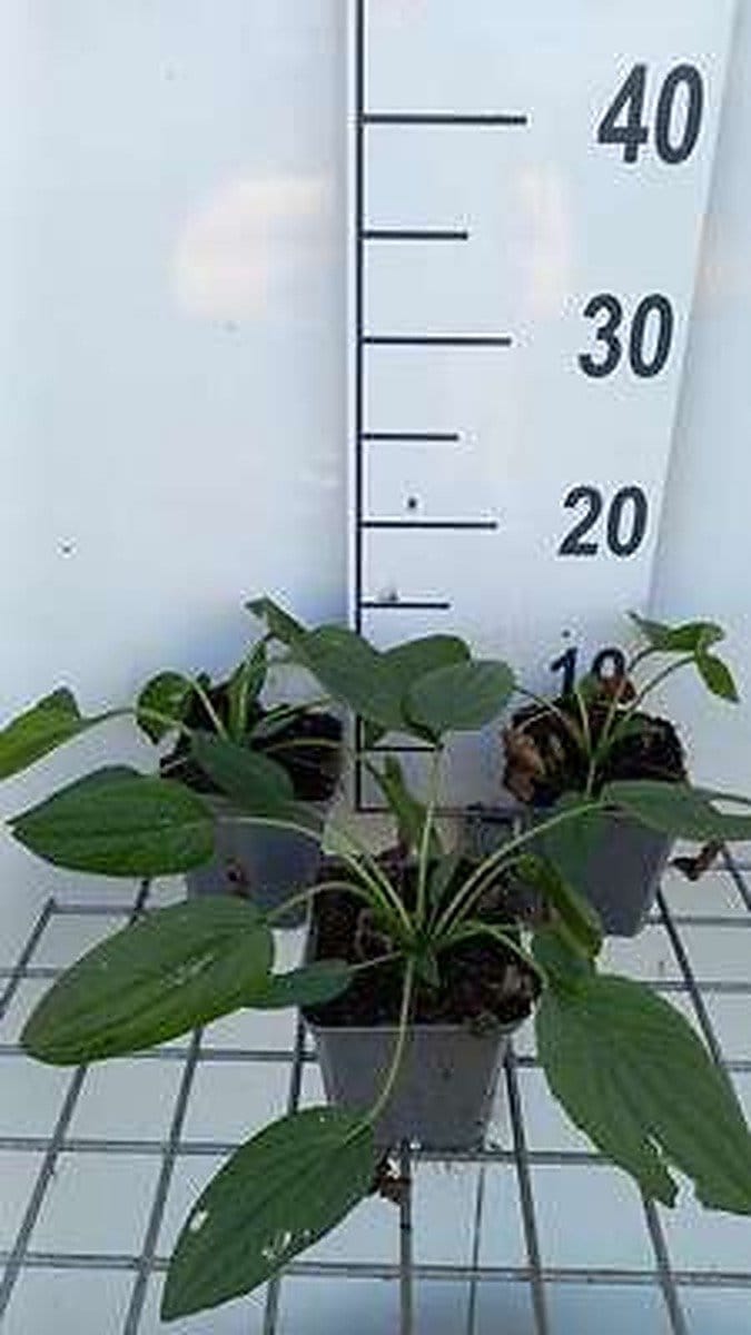 6x Zonnehoed - Rudbeckia fulg. 'Little Goldstar' | 9x9 cm pot