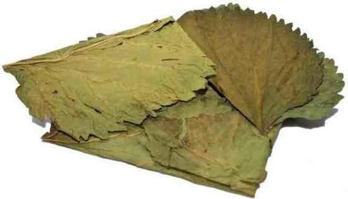 bladeren Mulberry plantaardig groen 10 stuks