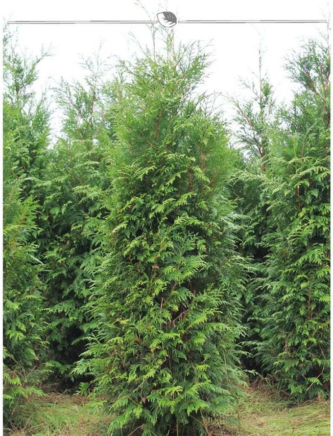Levensboom Thuja plicata Atrovirens 160-180 cm, 12x Haagplant