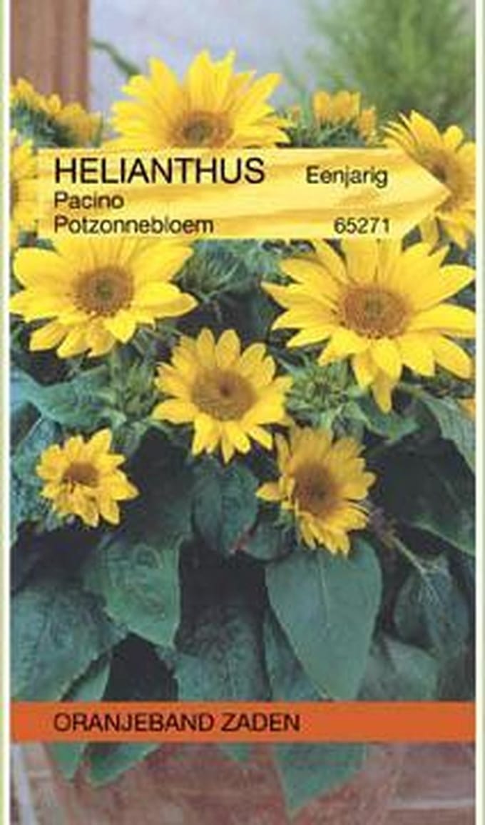Helianthus, Potzonnebloem Pacino