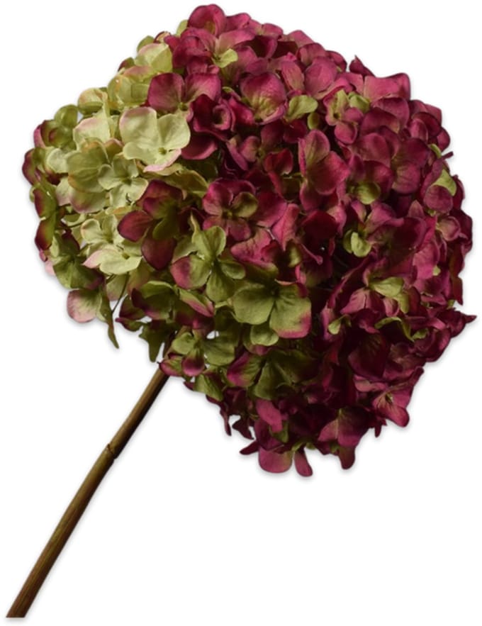 Hortensia tak beauty 79 cm