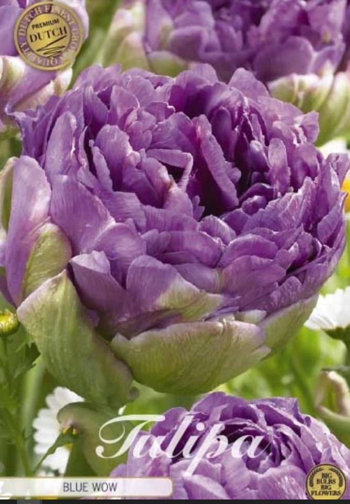 Dutch Finest Quality bloembollen - Tulpen Tulp Double Late Blue Wow x7 12/+s