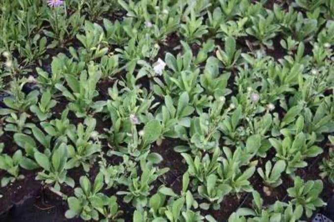 12 x Aster ageratoides 'Ezo Murasaki' - Herfstaster - pot 9 x 9 cm