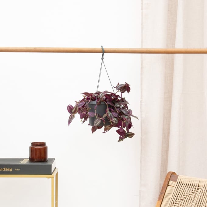 Tradescantia Jewel Red hangplant - 25 cm