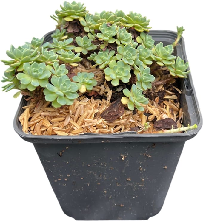 6x Vetkruid - Sedum pachyclados | 9x9 cm pot