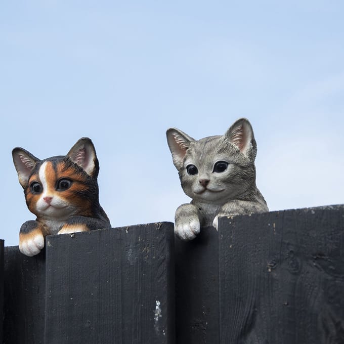 Schutting poes kat