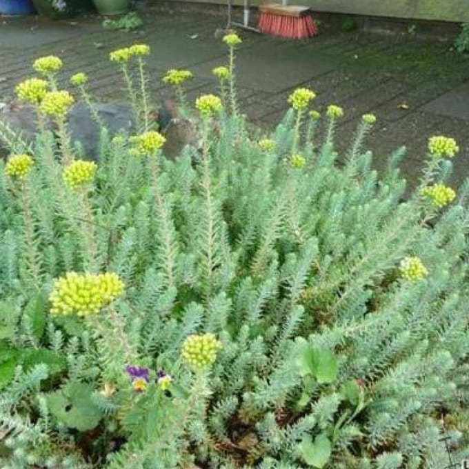 6 x Sedum Reflexum - Tripmadam pot 9x9cm