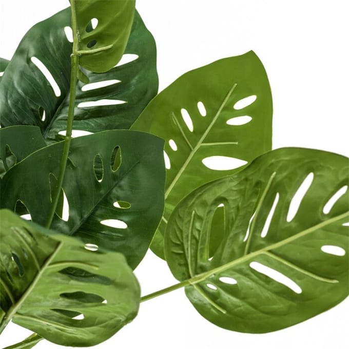 Monstera met wortel