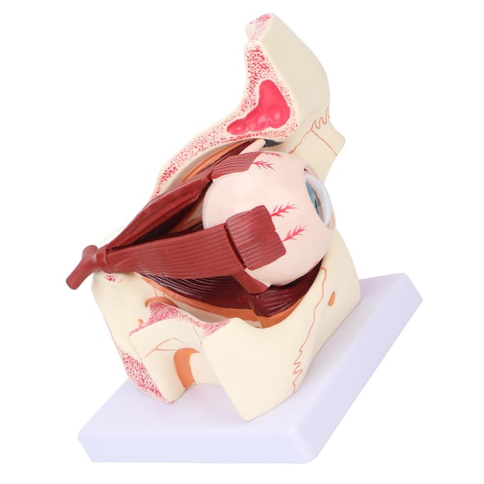 Modèle d'œil humain détachable, grossissement 3x, modèle anatomique transparent pour l'enseignement médical beige