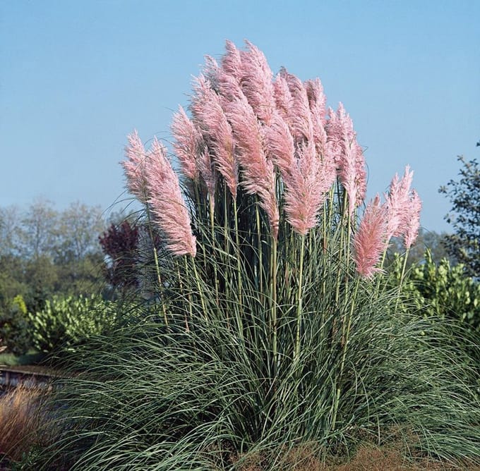 Cortaderia selloana Rosea - Set van 12 - Pampasgras - Pot P9 - Roze Pluim