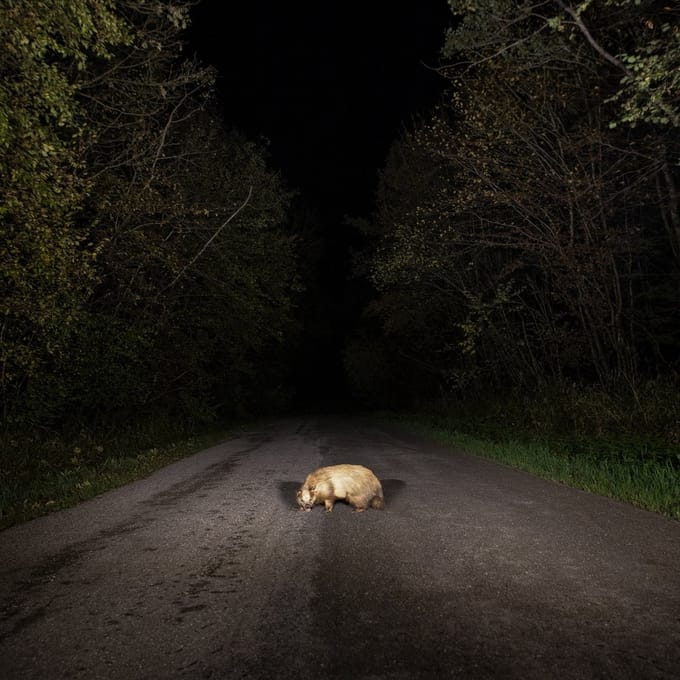 Stonks - Badger (CD)