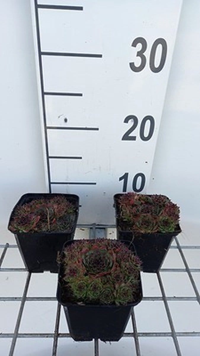 6x Huislook - Sempervivum 'Noir' | 9x9 cm pot