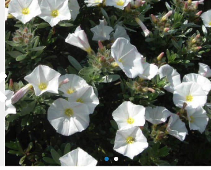 Convolvulus cneorum - Zilverwinde 25 - 30 cm in pot