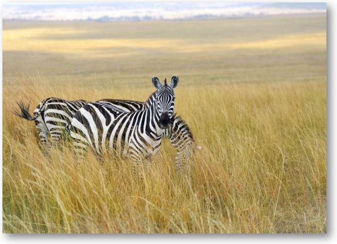 Zebra's - 70x50 Canvas Liggend - Dieren