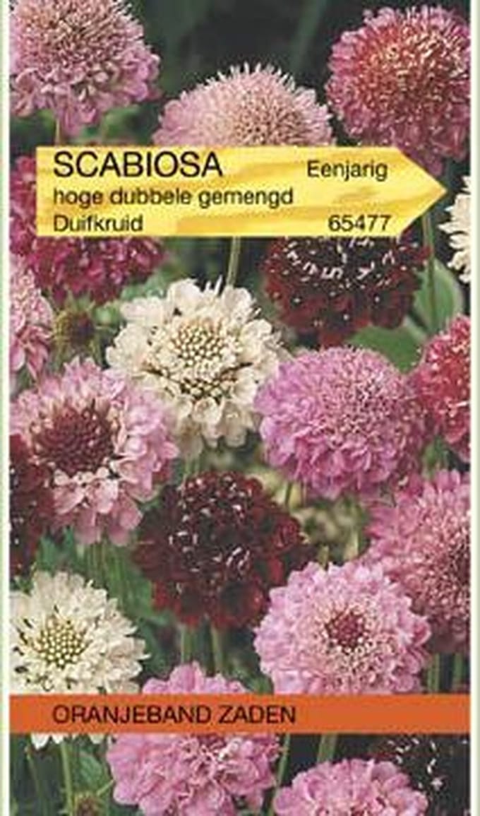 Oranjebandzaden -  Scabiosa, Duifkruid dubbelbloemig