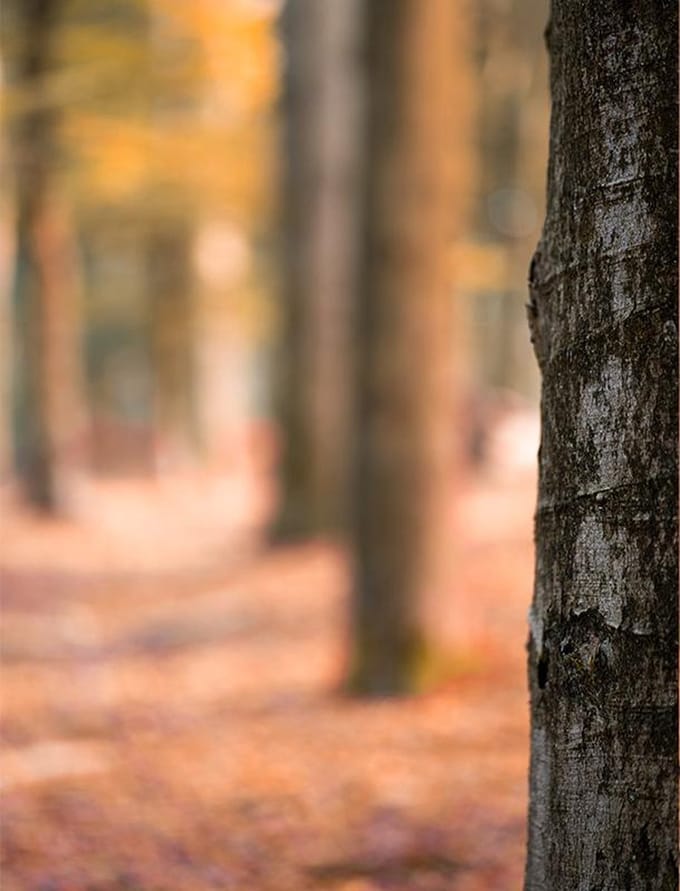 Poster Herfstboom - 30x40cm - Natuur Poster - WALLLL