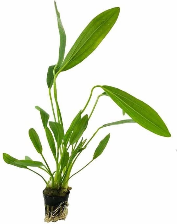 Aquaflora Echinodorus Uruguayensis | in 5 cm pot