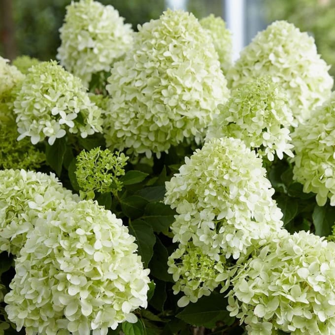 Hydrangea paniculata 'Little Spooky'® 60-80cm - Pluimhortensia, compacte en rijkbloeiende hortensia voor borders