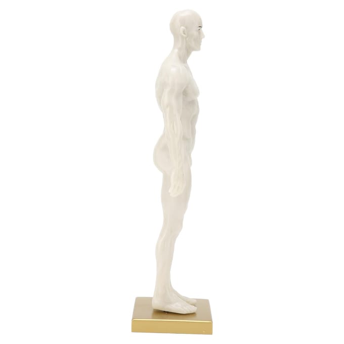 30cm Mannelijk Anatomisch Model Kunst Mannequin Musculoskeletaal Structuur Sculptuur Lichaamsmodel white