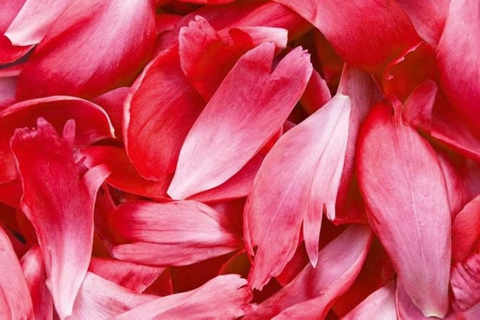 Fotobehang - Red Petals 375x250cm - Vliesbehang