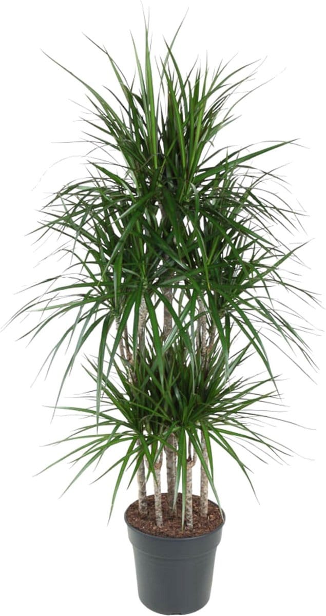 Dracaena Marginata Carrousel - 160 cm - ø31