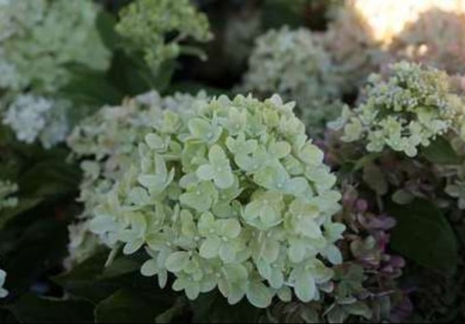 2 x Hydrangea pan. 'Little Lime' ® ('jane') - Pluimhortensia 40- 50 cm in pot