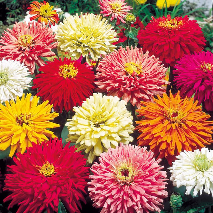 Sluis Garden - Zinnia Chrysanthemum Mix