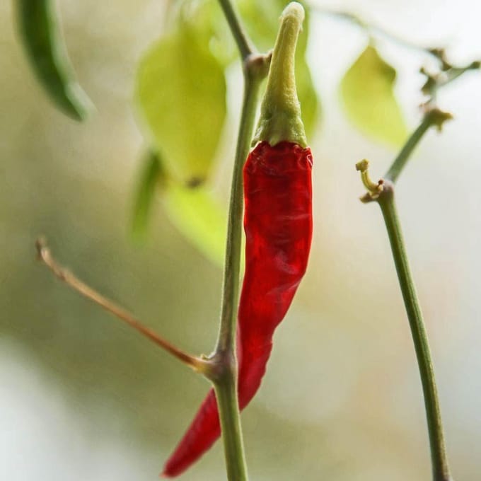 Peper (Westlandse Lange Rode) zaden biologisch (Capsicum annuum) 0.1 g