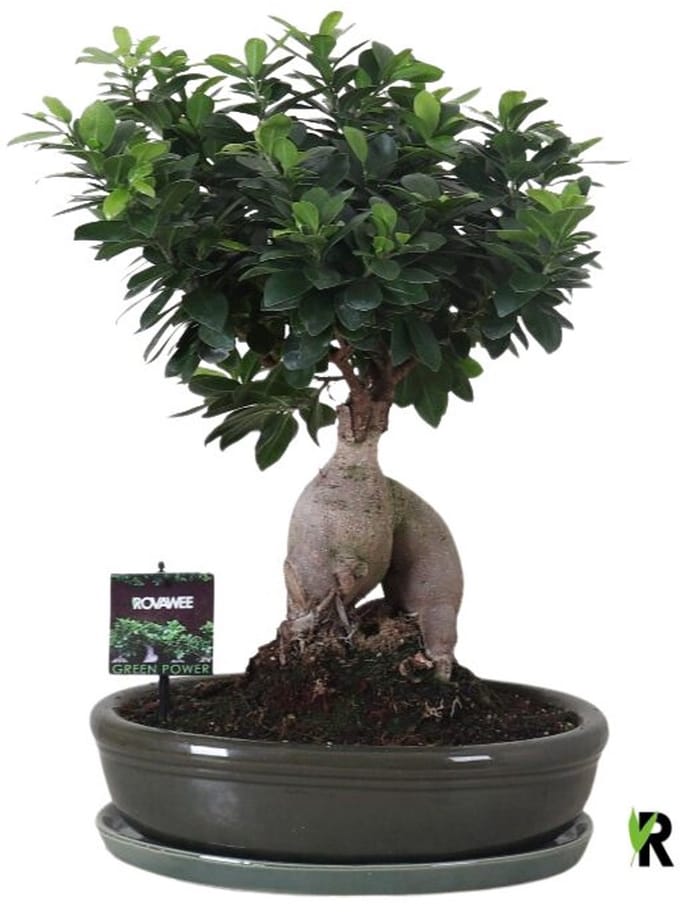 Ficus Microcarpa Ginseng in keramiek ovaal groen 45 cm - Kamerplant - Potmaat Ø35 cm