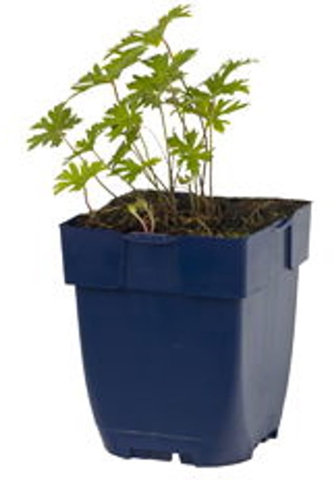 Griffioen - Geranium himalayense 'Baby Blue'