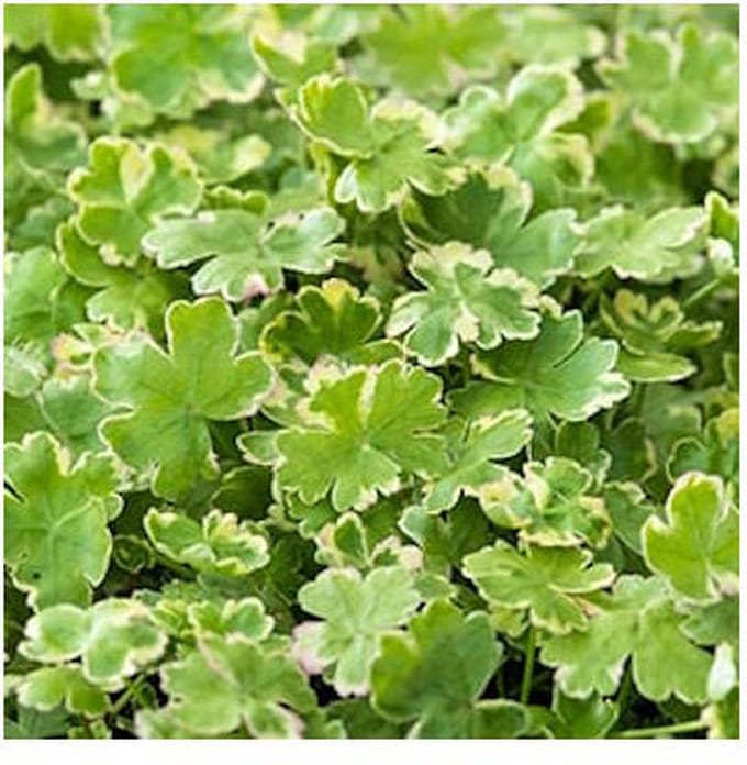 Moerings Hydrocotyle sib. Variegata | Bonte Waternavel | In 18CM Mand