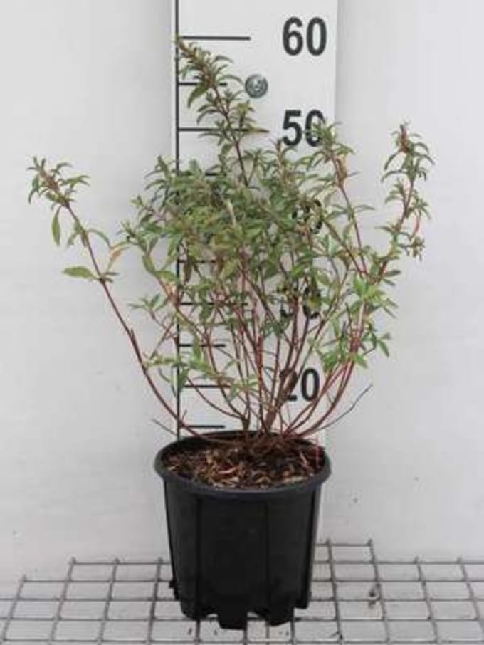 Cistus x skanbergii - Rotsroos 20 - 25 cm in pot