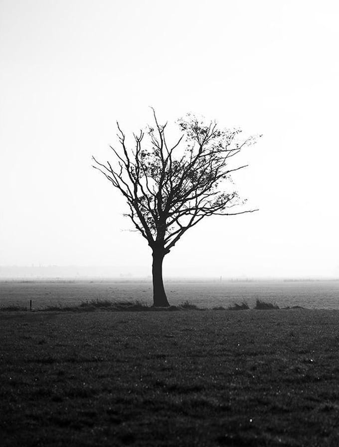 Poster boom en mist - 30x40cm - WALLLL