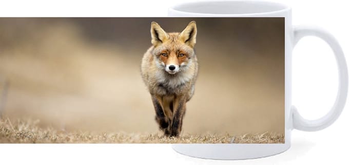 Beker - Vos - Foto - op Pad