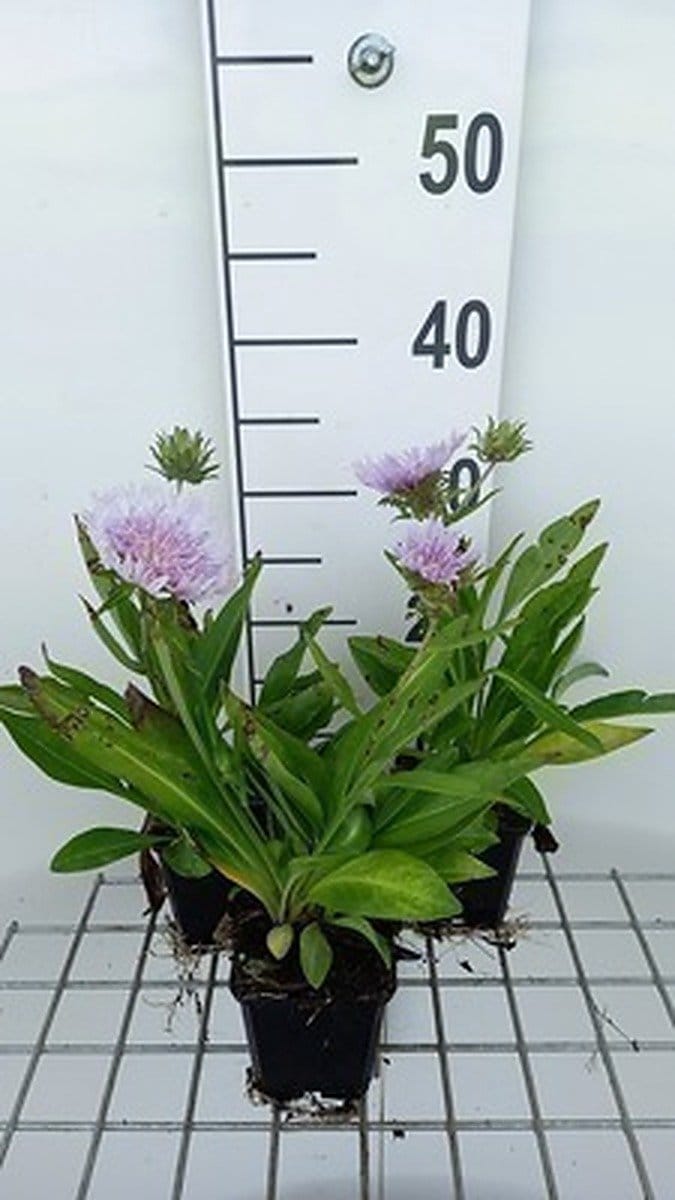6x Stokesia - Stokesia laevis | 9x9 cm pot