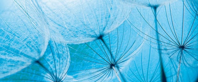 Fotobehang Flower Dandelion | PANORAMIC - 250cm x 104cm | 130g/m2 Vlies