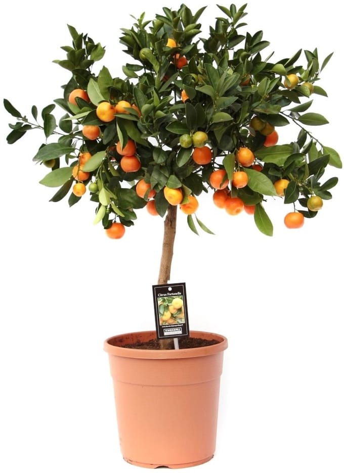 Citrus Calamondin - Hoogte 70cm - Pot 21cm