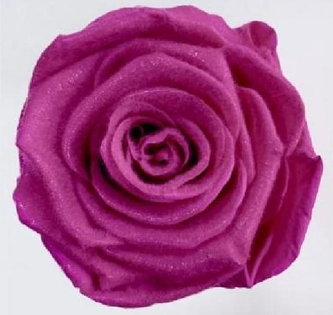 4x Dc pres.rozen teddy fuchsia