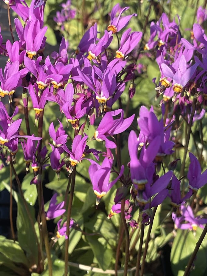 6x Twaalfgodenkruid - Dodecatheon Meadia | 9x9 cm pot